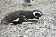 sleeping penguin