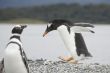 Walking pinguin