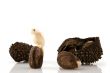 vegetable ivory