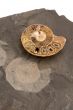 ammonites