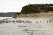 penguins in Argentina