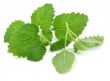 fresh lemon balm on white
