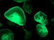 Glowing JellyFish on Dark Background