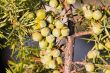 berries of a juniper
