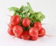 fresh garden radish