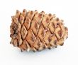 cedar cone
