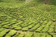 Tea plantation