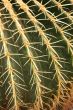 Cactus closeup