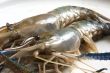 Whole raw prawns