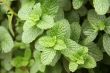 Mint leaves plant