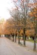 Autumn park