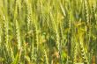 Wheat Field