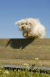 jumping maltese dog