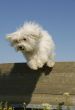 jumping little white dog