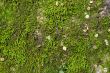 wet green moss background
