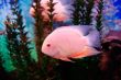 Beautiful pink fish