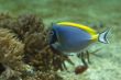 acanthurus leucosternon