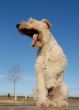 yawning fox terrier