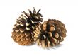 Two big cedar cones