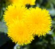 dandelions
