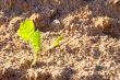 Tobacco Plant
