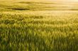 Winter Wheat