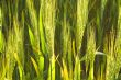 Winter Wheat