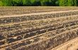 Tobacco Field