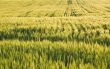 Winter Wheat