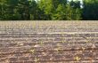 Tobacco Field