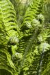 Fern