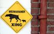Weimaraner Xing 6647