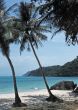 tropical beach