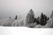 Winter trees and bushes with hoarfrost