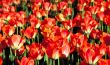 Glade of beautiful red flowers i