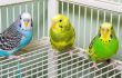 Parakeets