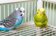 Parakeets