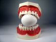 teeth model