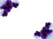 Dark blue pansies