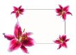 Lilies by easter 5