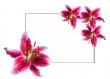 Lilies by easter4