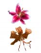 lily .