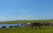 Herd of horses on a watering place