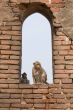 Monkeys in the Window