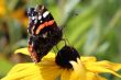 The butterfly on a yellow flower