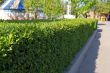 Neatly trimmed hedge