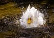 White duck in a splash