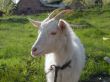 The goat