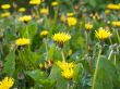 Dandelions
