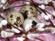 Willow and eggs 2